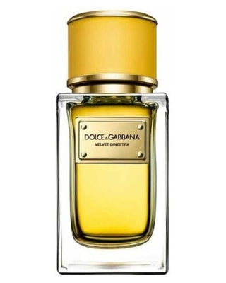 Dolce & Gabbana Velvet Ginestra - premium fragrance for sophisticated tastes.